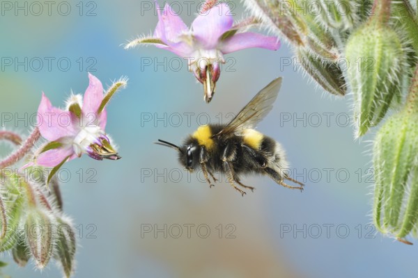 Large earth bumblebee (Bombus terrestris) in flight on the flowers of the cucumber scabious (Borago officinalis), Germany