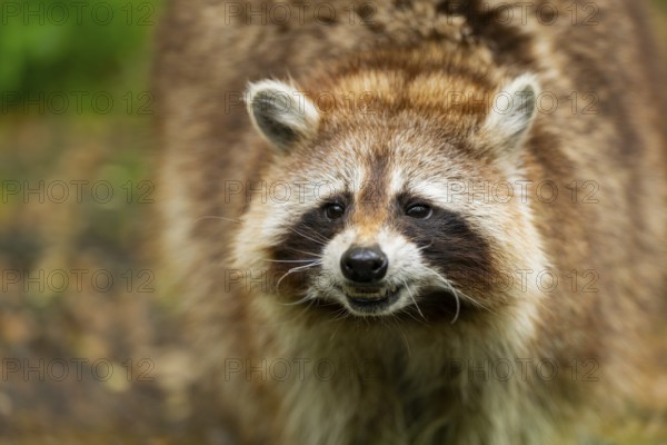Common raccoon (Procyon lotor), portrait, Bavaria, Germany