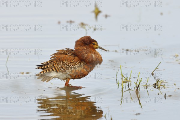 Ruff (Philomachus pugnax), adult male in splendid plumage with erect ruff, courtship display, standing in shallow water in the moor, imposing behaviour, snipe birds, wildlife, Ochsenmoor, Naturpark Dümmer See, Hüde, Lower Saxony, Germany