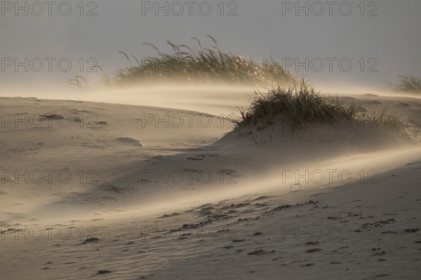 Sand dune with sparse grass cover in warm light with strong wind and swirling sand, near Hvide Sande, Jutland, Denmark
