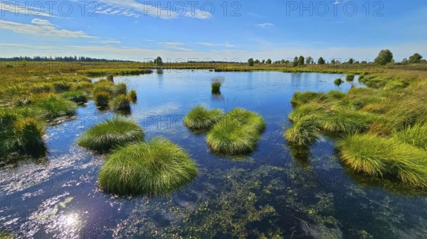 A clear, quiet moor lake with tufts of grass under a wide blue sky, summer, High Fens, Eifel National Park, Mützenich, Waimes, Liège, Belgium