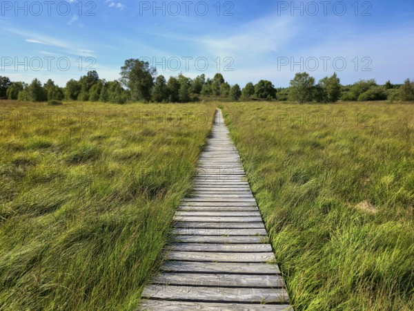 A straight wooden path through a large open field under a blue sky, summer, High Fens, Eifel National Park, Mützenich, Waimes, Liège, Belgium