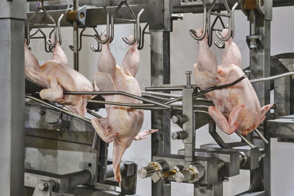 In a processing facility, multiple chickens are suspended on hooks, ready for processing. The environment is industrial and focused on the steps leading to packaging and distribution for consumers