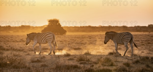 Steppe zebra (Equus quagga), in dry savannah, in the evening light, Kruger National Park, South Africa