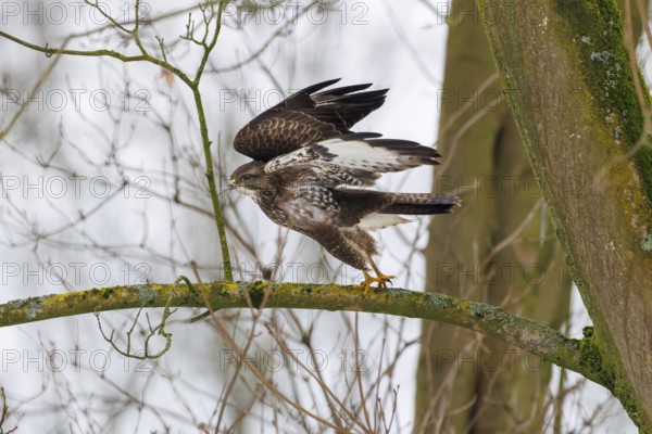 Common buzzard (Buteo buteo)
