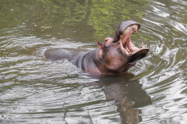 An adult male hippopotamus (Hippopotamus amphibius) shows aggression and defends its territory
