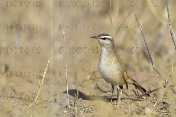 Kalahari Scrub Robin (Cercotrichas paena), Northern Cape, Kgalagadi Transfrontier Park, South Africa