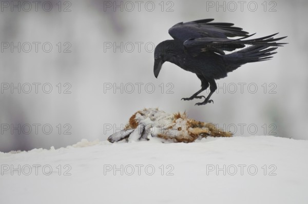 Northern Raven (Corvus corax), Norway