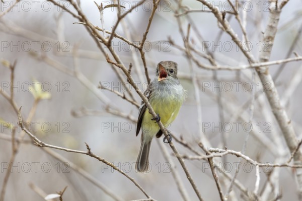 Galápagos flycatcher (Myiarchus magnirostris, San Cristobal, Galapagos, Ecuador