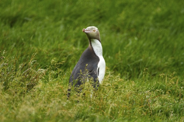 Yellow-eyed Penguin (Megadyptes antipodes), Enderby Island, Auckland Islands Archipelago, New Zealand