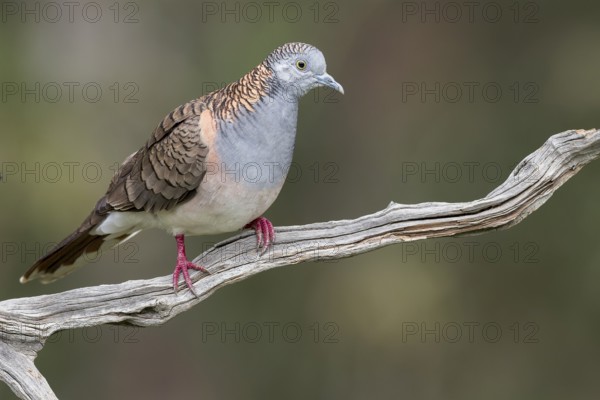 Bar-shouldered Dove (Geopelia humeralis) perched on a branch in eastern Australia
