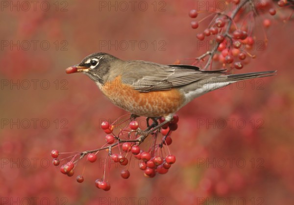 American Robin (Turdus migratorius), Ohio, USA
