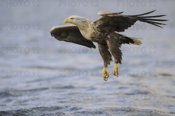 White-tailed Eagle (Haliaeetus albicilla) flying, Nord-Trondelag, Norway
