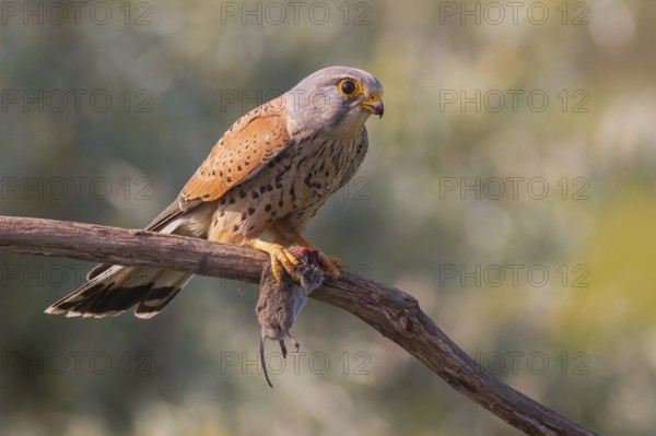 Common Kestrel (Falco tinnunculus) male perched on a branch with a mouse in his claws, Subotica, Serbia