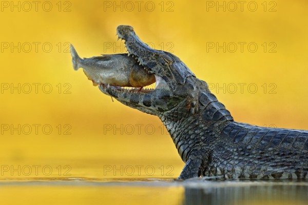 Yacare Caiman, crocodile with fish in with open muzzle with big teeth, Pantanal, Bolivia. Detail portrait of danger reptile. Caiman with piranha. Crocodile catch fish in river water, evening light
