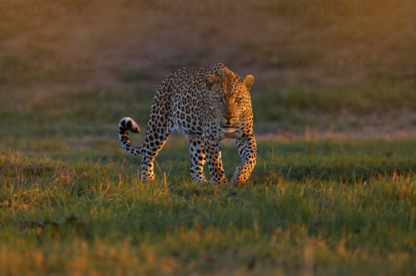 Leopard sunset, Panthera pardus shortidgei, nature habitat, big wild cat in nature habitat, sunny day on the savannah, Okavango delta Botswana. Wildlife nature. Africa wildlife