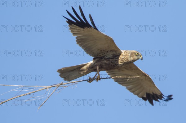 Western Marsh Harrier (Circus aeruginosus) male flying with nesting material, Baden-Wuerttemberg, Germany
