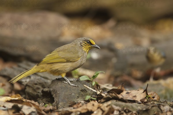 Stripe-throated Bulbul (Pycnonotus finlaysoni), Kaeng Krachan, Thailand