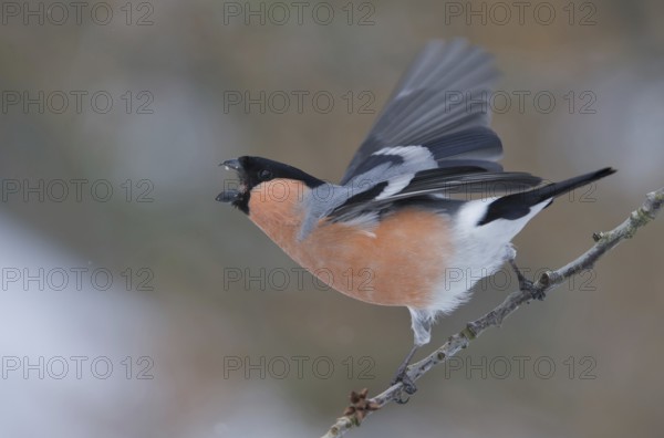 Eurasian Bullfinch (Pyrrhula pyrrhula) male, Saxony, Germany