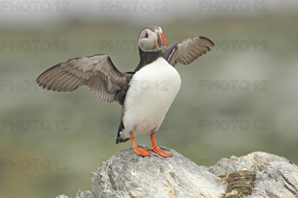 Atlantic Puffin (Fratercula arctica), Varanger, Norway