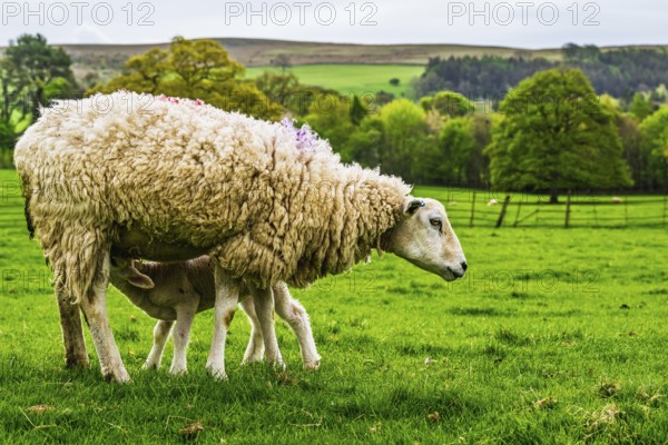 Sheeps, Pooley Bridge, Ullswater Lake, Lake District National Park, Cumbria, England, United Kingdom