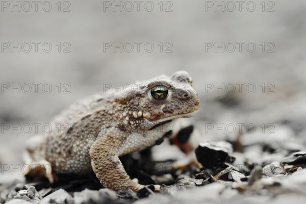 Natterjack toad (Epidalea calamita, Bufo calamita), North Rhine-Westphalia, Germany