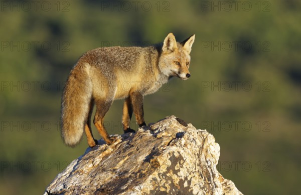 Red fox (Vulpes vulpes) in early morning light on a rock, Sierra de San Pedro, Extremadura, Spain