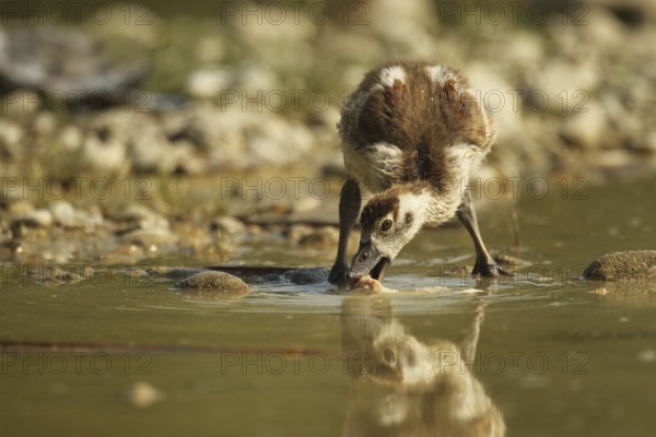 Egyptian goose (Alopochen aegyptiaca) young bird eating fish waste in a gravel pit, Allgäu, Bavaria, Germany, Allgäu, Bavaria, Germany