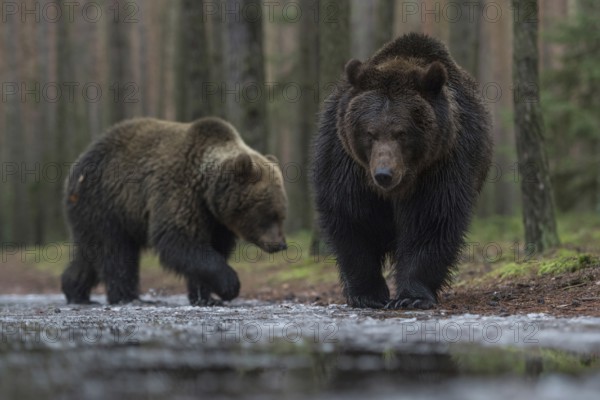 European brown bear (Ursus arctos), two bears walking calmly and relaxed along the edge of a forest road, passing a large, partly frozen puddle, particularly deep, impressive perspective, interesting image also due to the different colouring of the bears, which is not unusual, native nature, Central Europe