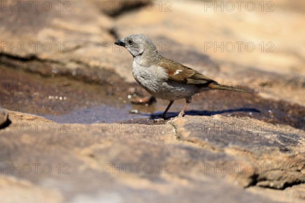 Damara Sparrow (Passer diffusus), adult, at the water's edge, Mountain Zebra National Park, Eastern Cape, South Africa