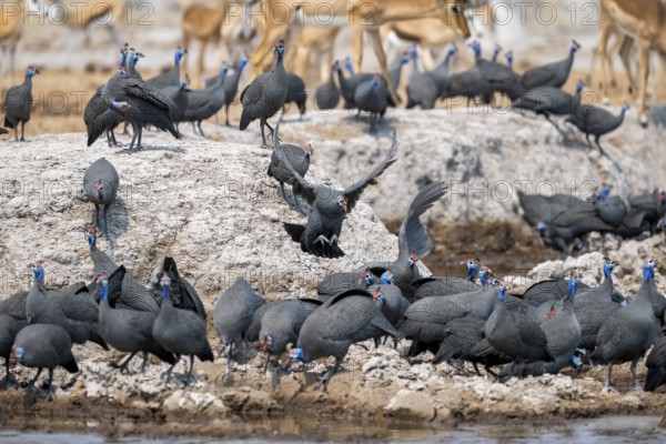 Helmeted guinea fowl (Numida meleagris), flock at the waterhole, Nxai Pan National Park, Botswana