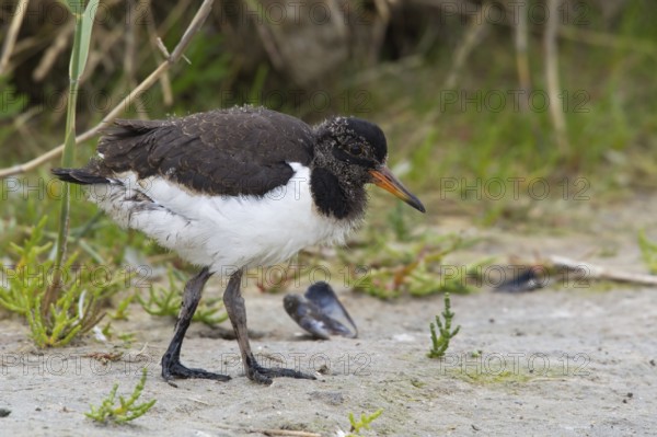 Eurasian Oystercatcher (Haematopus ostralegus) juvenile, Texel, Netherlands