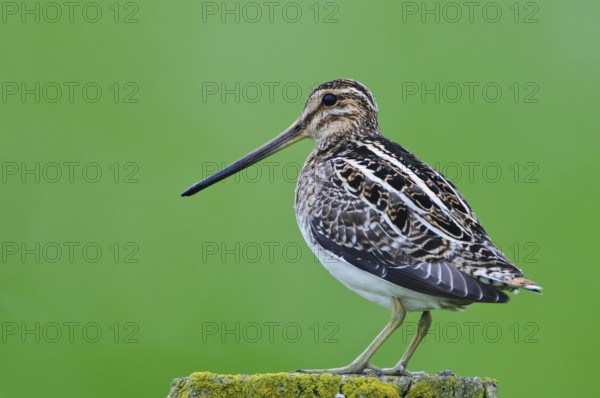 Common Snipe (Gallinago gallinago), Lower Saxony, Germany