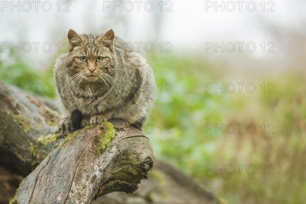 Europäische Wildkatze, Felis silvestris European Wildcat, Felis silvestris