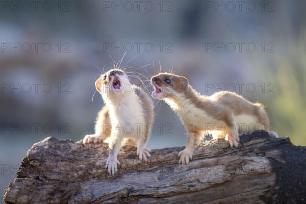 Short-tailed Weasel (Mustela erminea) two adult fighting on tree trunk, Castile-La Mancha, Spain