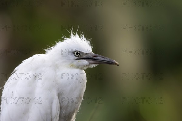 Eastern Cattle Egret (Bubulcus coromandus) chick, Bali, Indonesia
