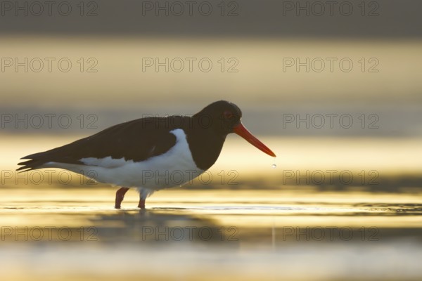 Eurasian Oystercatcher (Haematopus ostralegus), North Rhine-Westphalia, Germany
