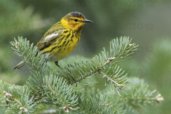 Cape May Warbler (Dendroica tigrina) perched on a branch in Ontario, Canada