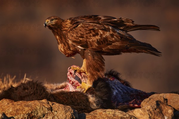 Eagle with cow calf carcass. Golden eagle, stone, Rhodopes mountain, Bulgaria. Eagle, evening light, brown bird of prey with big wingspan. Cow carcass on the rock with eagle, sunset