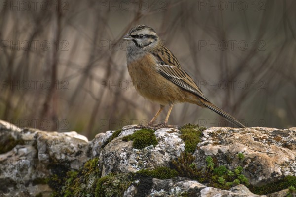 Rock bunting, Emberiza cia, passerine bird, in the nature rock mountain habitat in Torcal de Antequera is a nature reserve in the Sierra del Torcal in Spain. Europe wildlfe. Bird siting on the stone, Spain