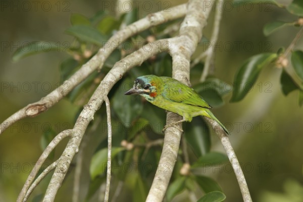 Moustached Barbet (Psilopogon incognitus), Khao Yai, Thailand