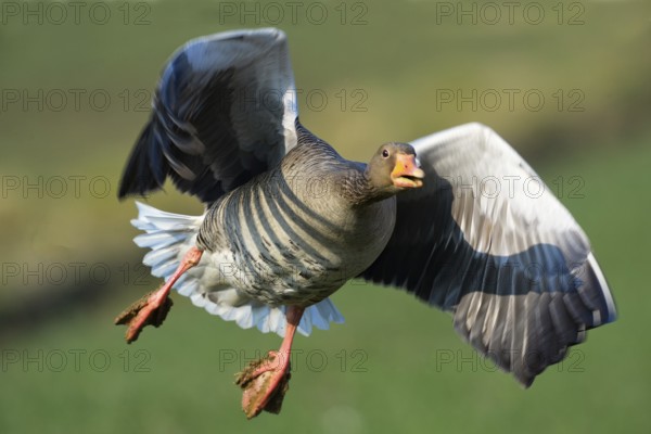 Graugans (Anser anser) Greylag Goose