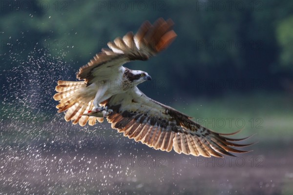 Western Osprey (Pandion haliaetus) hunting, Poland