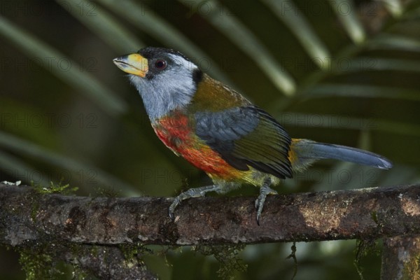 Toucan Barbet (Semnornis ramphastinus), Ecuador