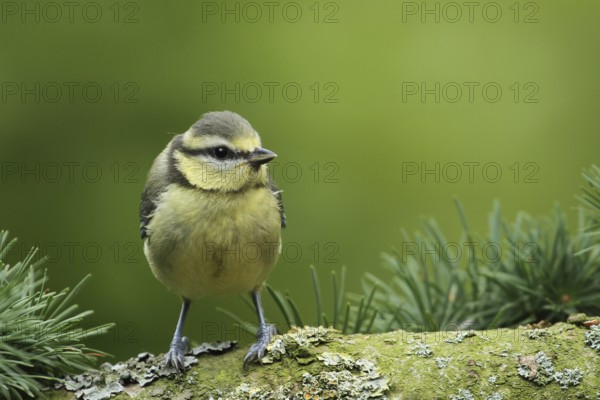 Eurasian Blue Tit (Cyanistes caeruleus) juvenile, Lower Saxony, Germany