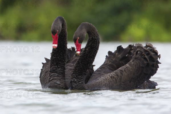 Black Swan (Cygnus atratus) pair displaying, Victoria, Australia