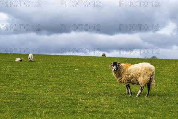 Sheeps, Pooley Bridge, Ullswater Lake, Lake District National Park, Cumbria, England, United Kingdom