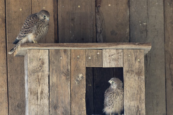 Kestrel (Falco tinnunculus) young bird already able to fly looking at its sibling, village in Münsterland, North Rhine-Westphalia