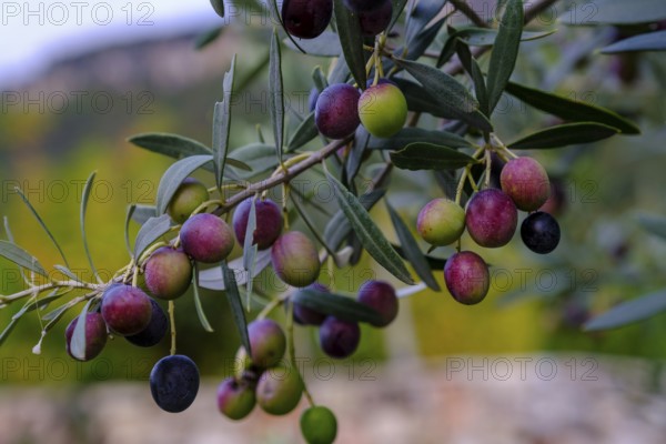 Olive tree near Kurtatsch, Rungg, Unteretsch, South Tyrol, Italy