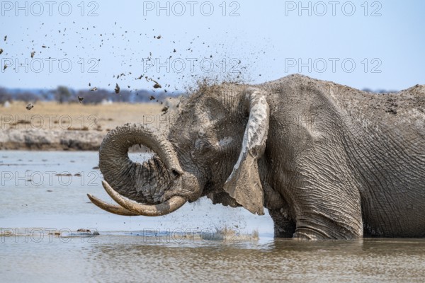 African elephant (Loxodonta africana), adult, standing in water, splashing itself with water at a waterhole, Nxai Pan National Park, Botswana